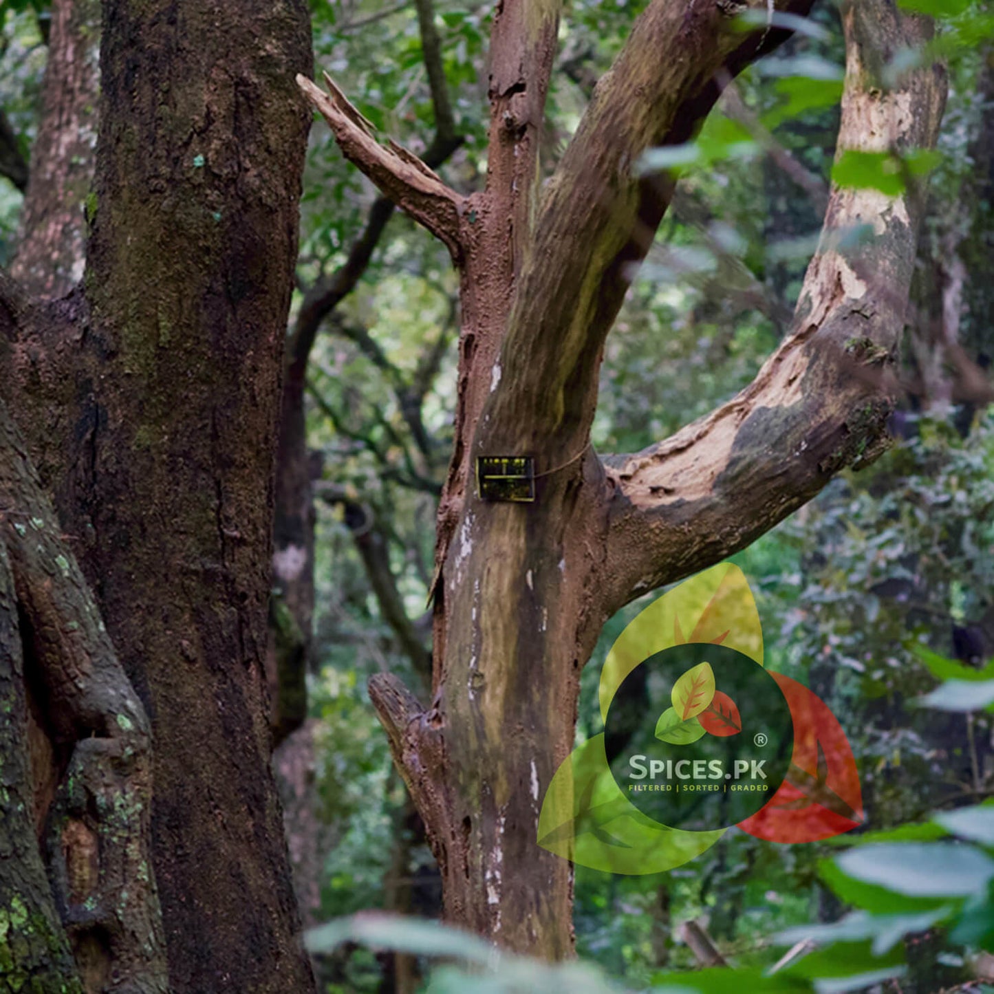 An authentic sandalwood tree growing in a natural forest environment. Sourced responsibly to produce pure organic chandan powder for skin.