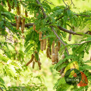 Tamarind - Imli (املی)