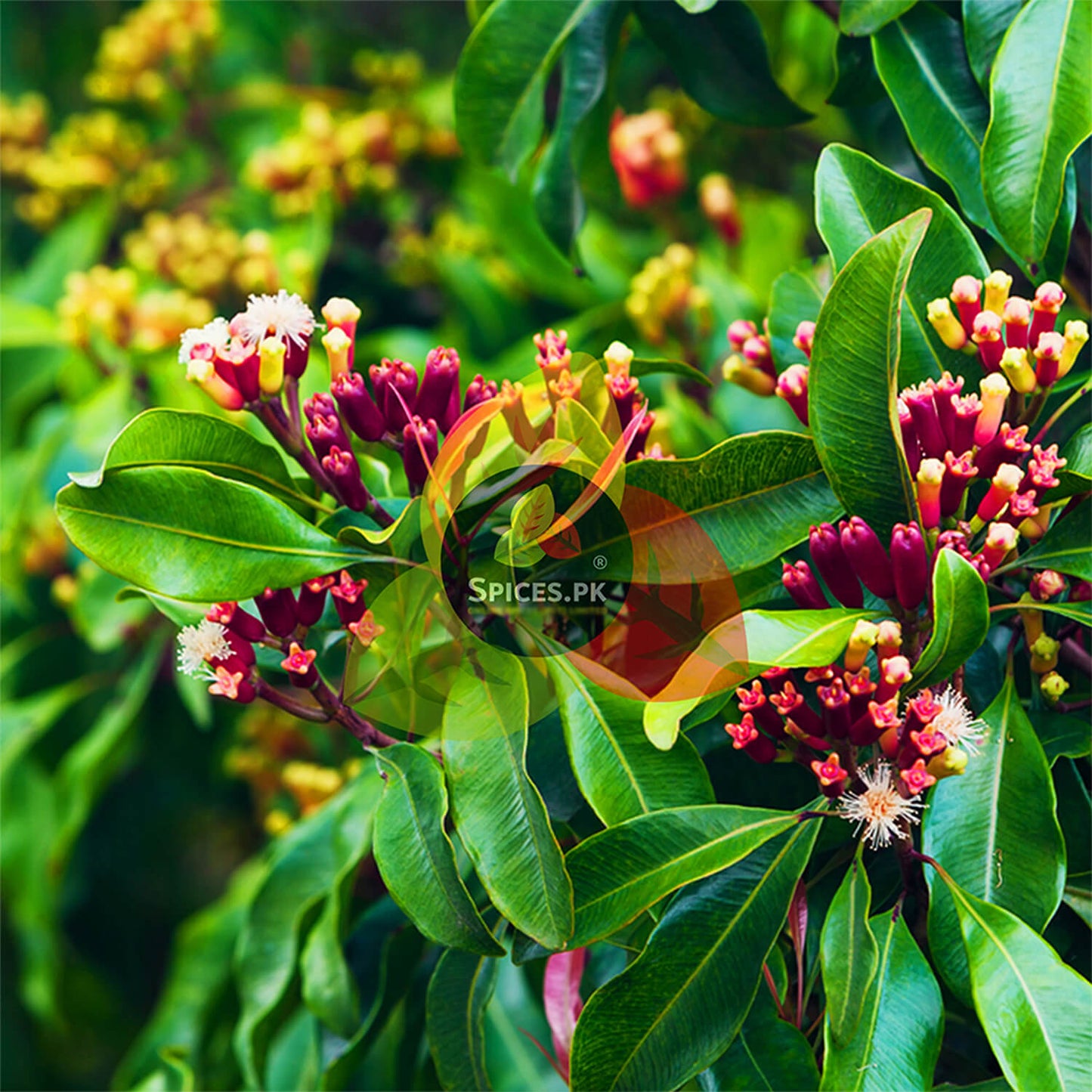 Clusters of colorful fresh clove buds growing naturally on a branch before drying, sourced for Spices.pk whole spices.