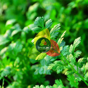 Coriander Powder (دھنیا پاؤڈر)