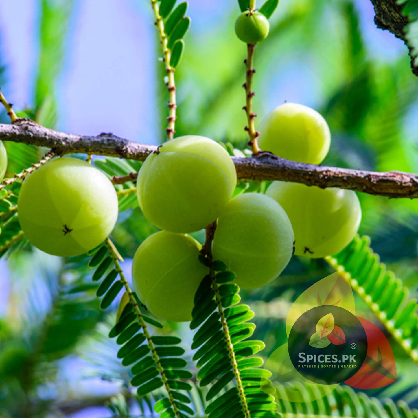 Close-up of fresh, raw green amla (Indian gooseberry) hanging from a tree branch with lush green leaves, representing the organic source of Spices.pk amla ka murabba.Green fruits on a tree branch with a blurred green background