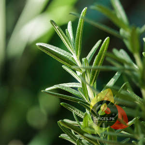 Rosemary Leaves - Akleel Kohistani (دونی کے پتے )