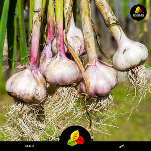Garlic Powder - Lehsun Powder (لہسن پاؤڈر)