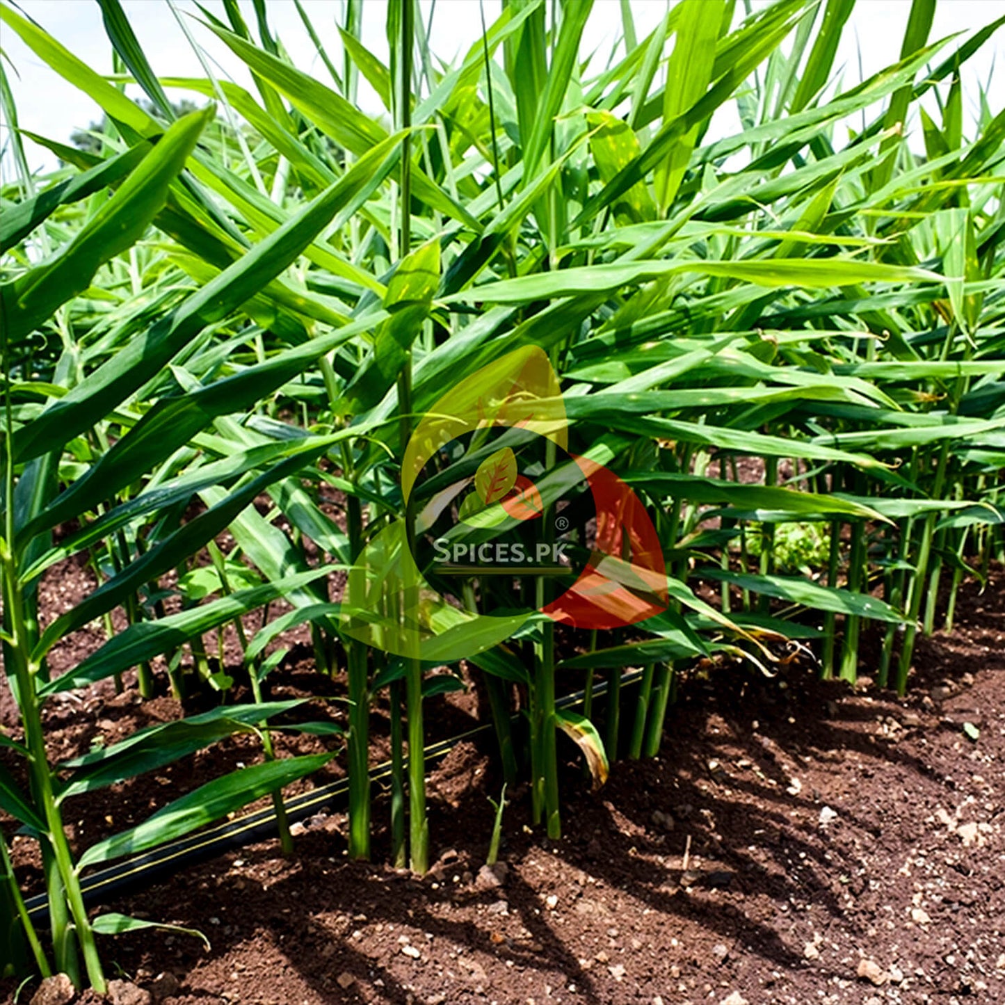 Lush green ginger crop growing in a field, representing the natural source for Spices.pk pure adrak powder in Pakistan.