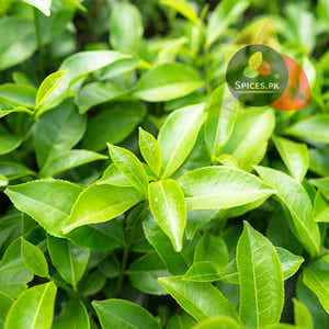 Peshawari Kahwa - Green Tea (پشاوری قہوہ)