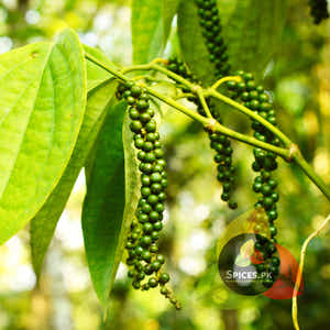 White Pepper Powder (سفید مرچ پاؤڈر)