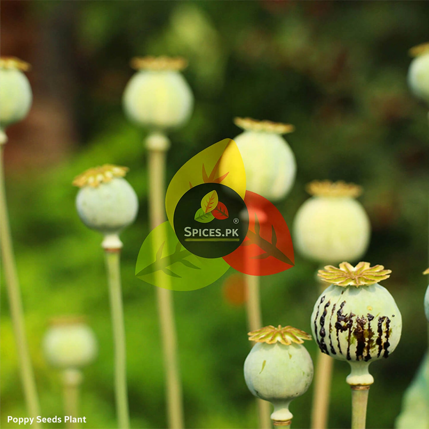 Poppy seeds plant with a blurred green background and 'Spices.Pk' logo overlay.Green poppy seed pods growing on the plant in a field, sourced for harvesting pure Spices.pk Khashkhash.