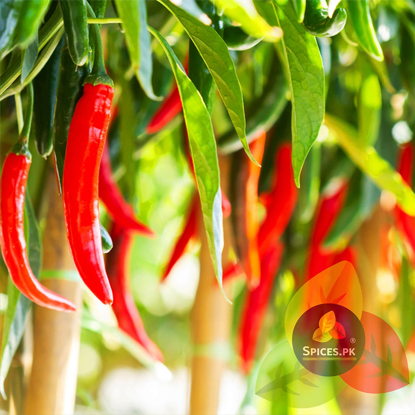 Fresh ripe red chilli peppers hanging on a plant – Naturally sourced premium raw ingredients for Spices.pk.