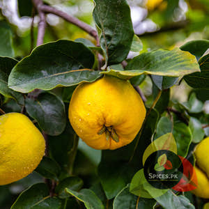Quince Preserve - Bahi Murabba (بہی کا مربہ)