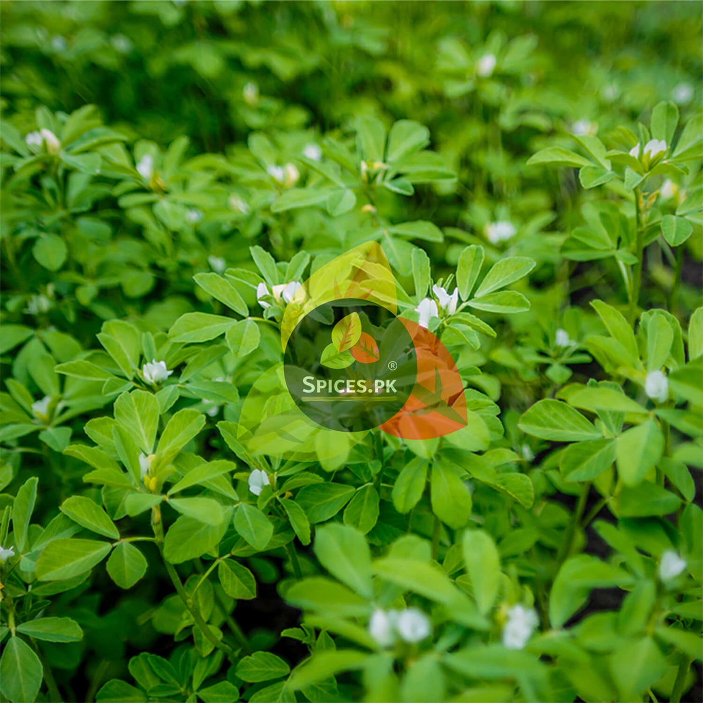 Green leafy plant with Spices.PK logo overlay.Freshly harvested Fenugreek plant held by hand, showcasing the farm-to-table purity of Spices.pk premium Meethray.