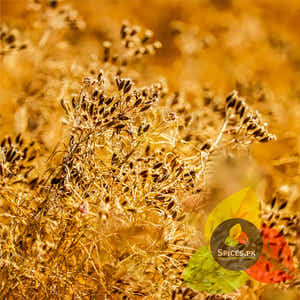 Caraway (کالا زیرہ)