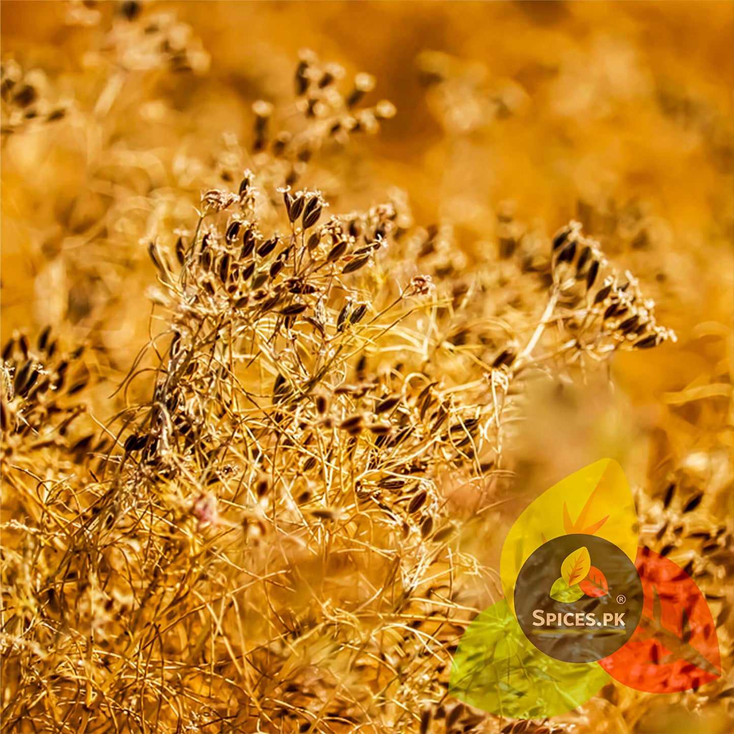 The natural caraway plant in a field, the organic source of Spices.pk's authentic and pure Shahi Kala Zeera.