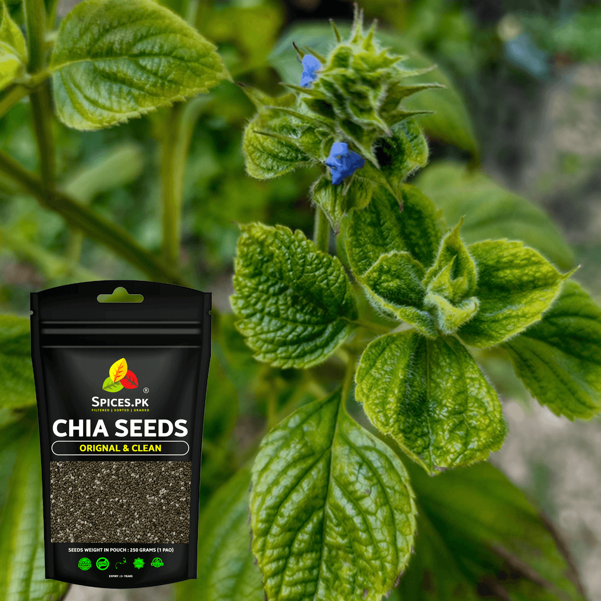 Spices.pk 250g chia seeds package displayed in front of a green flowering organic chia seed plant.