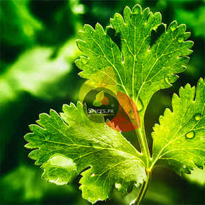 Coriander seeds - Dhania (دھنیا)