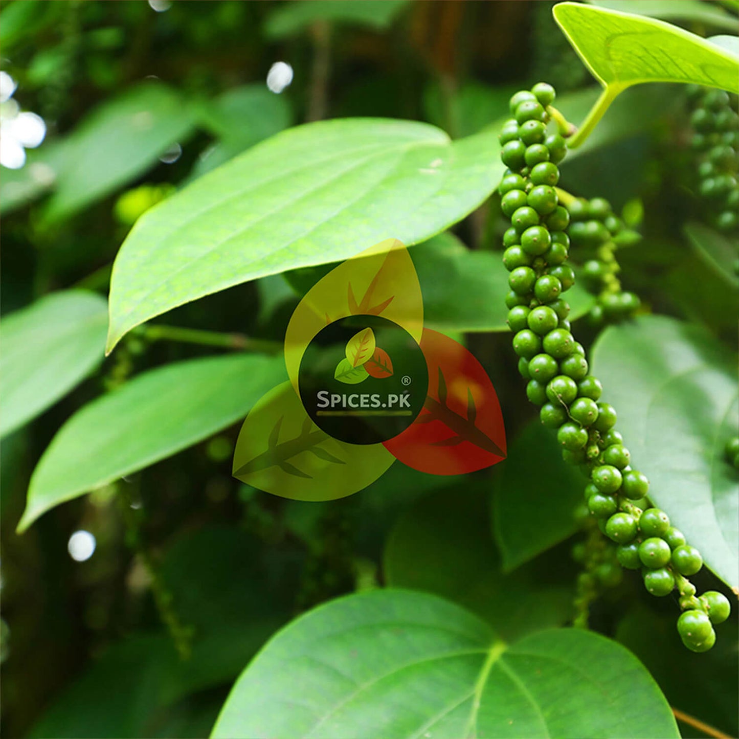 Close-up of organic green peppercorns on the vine, the natural source of Spices.pk Kali Mirch.