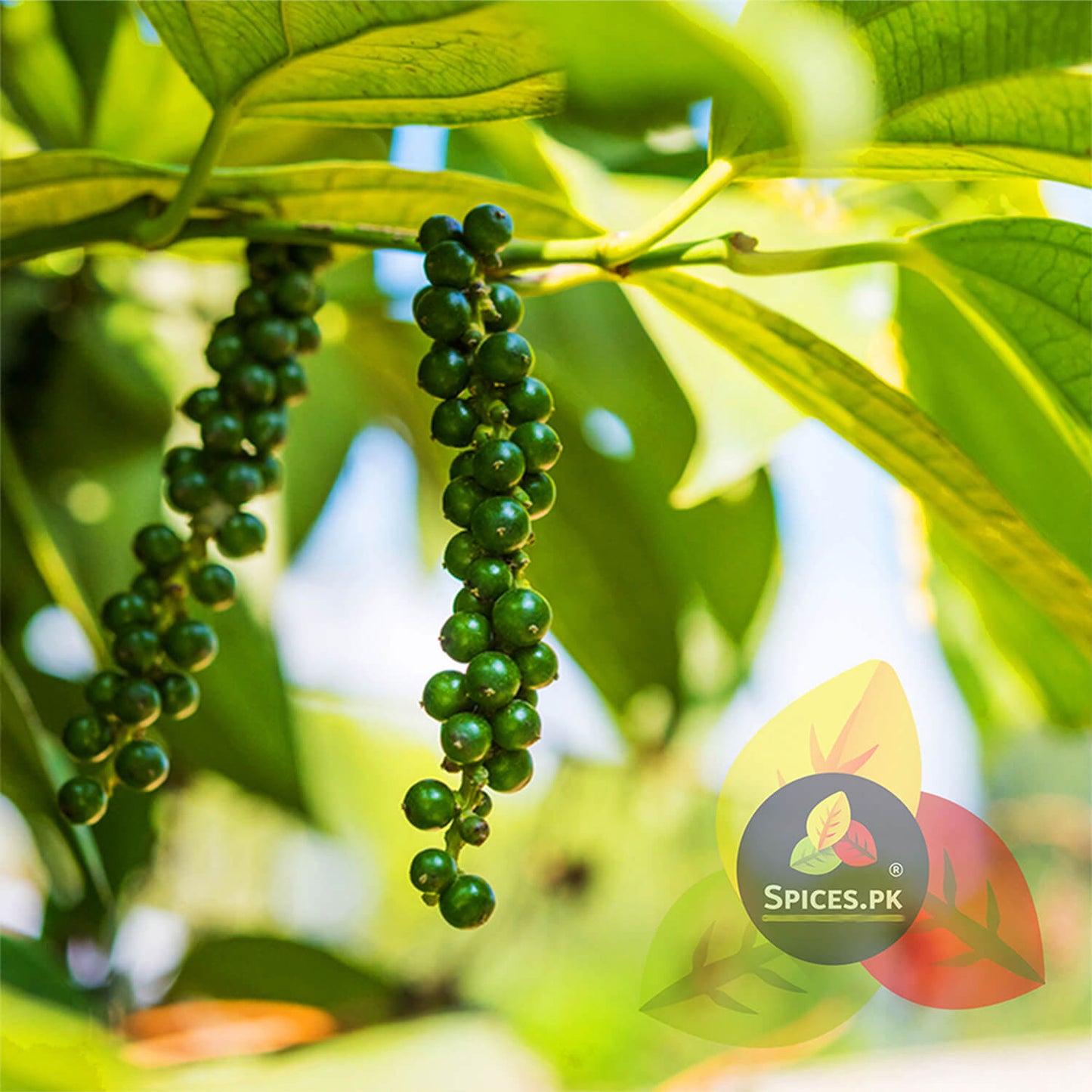 Fresh green peppercorns growing on a black pepper plant, source of premium Kali Mirch for Spices.pk.