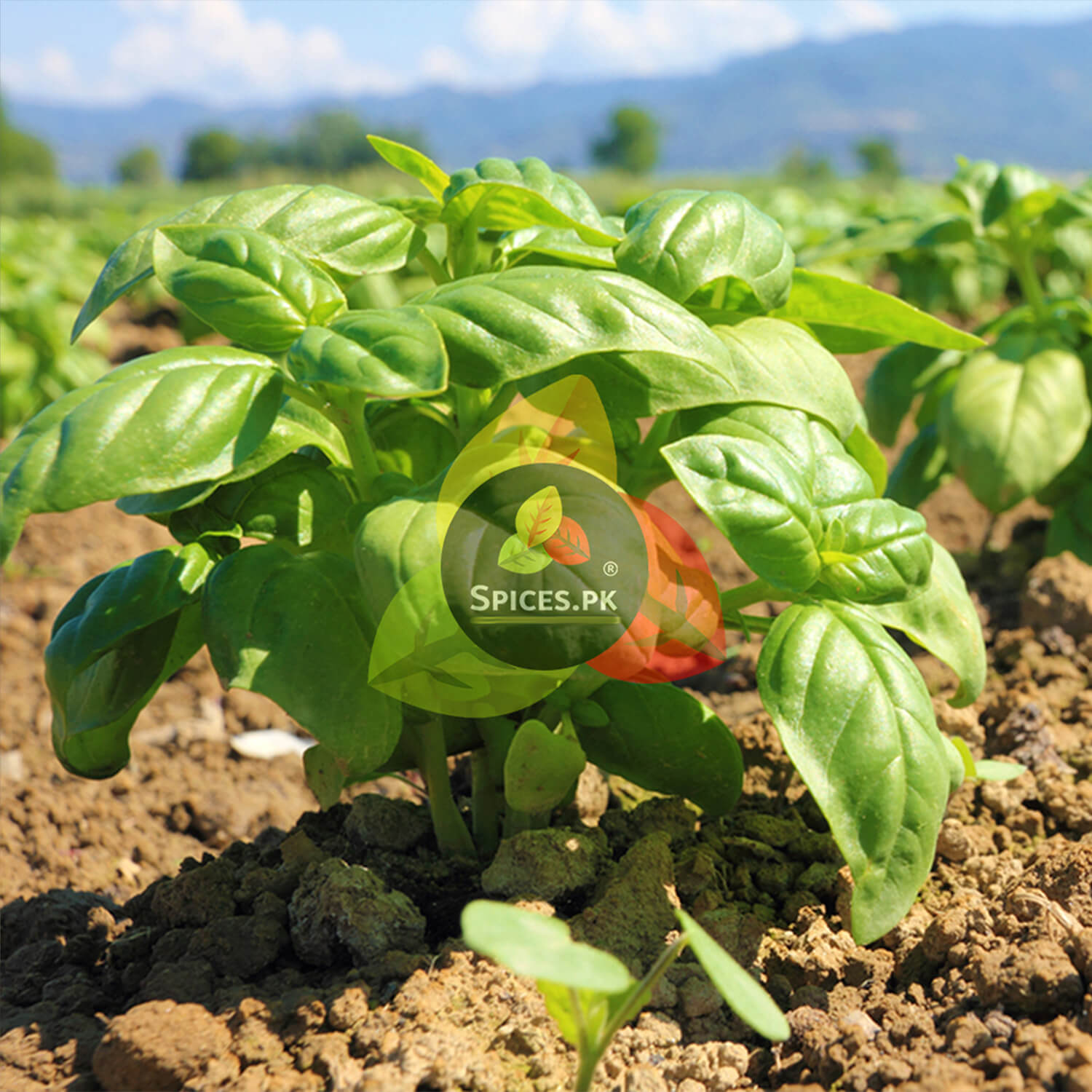 Basil plant in a field with 'Spices.Pk' logo overlay
