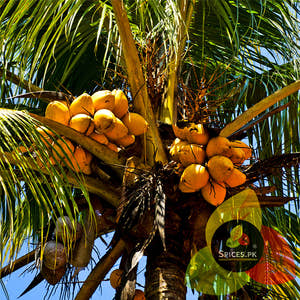 Coconut Crush - Giri Burada (Copra / کھوپرا)