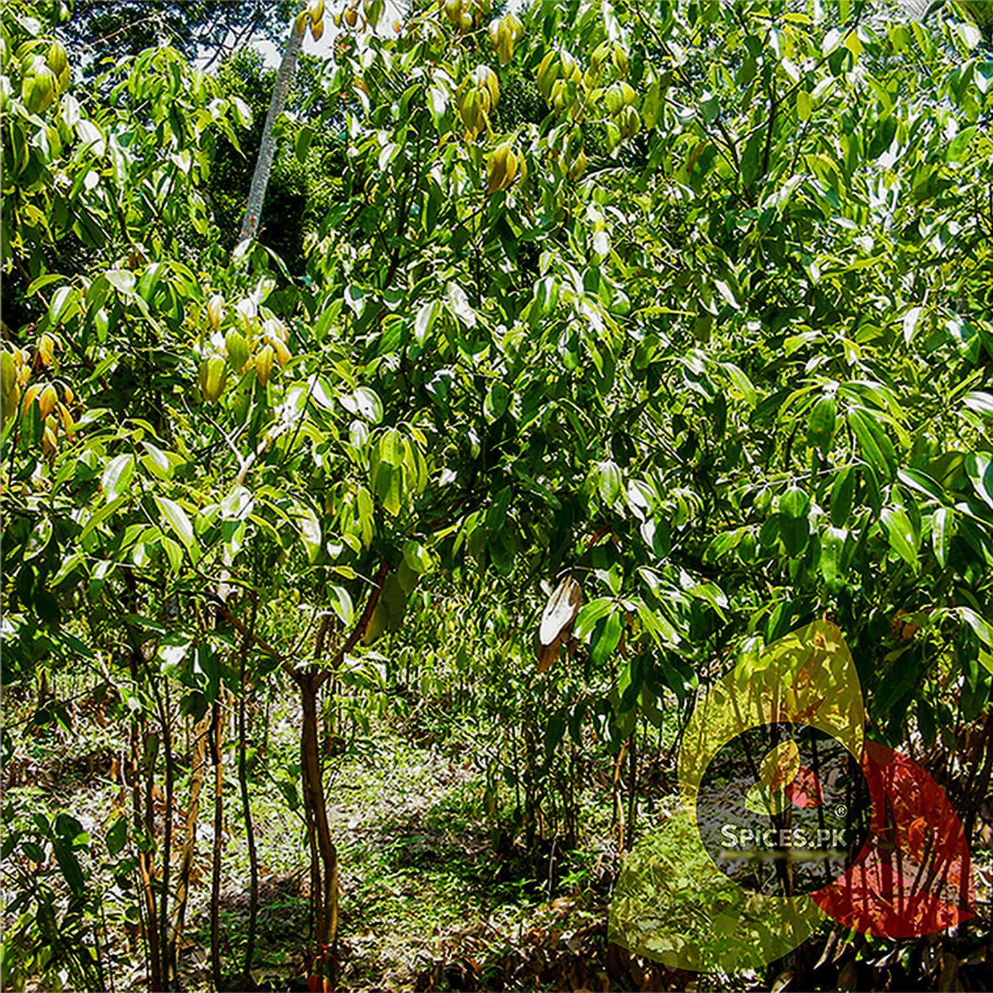 A lush cinnamon tree plantation showing the natural source of organic Dalchini spices.