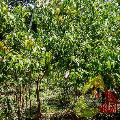 A lush cinnamon tree plantation showing the natural source of organic Dalchini spices.