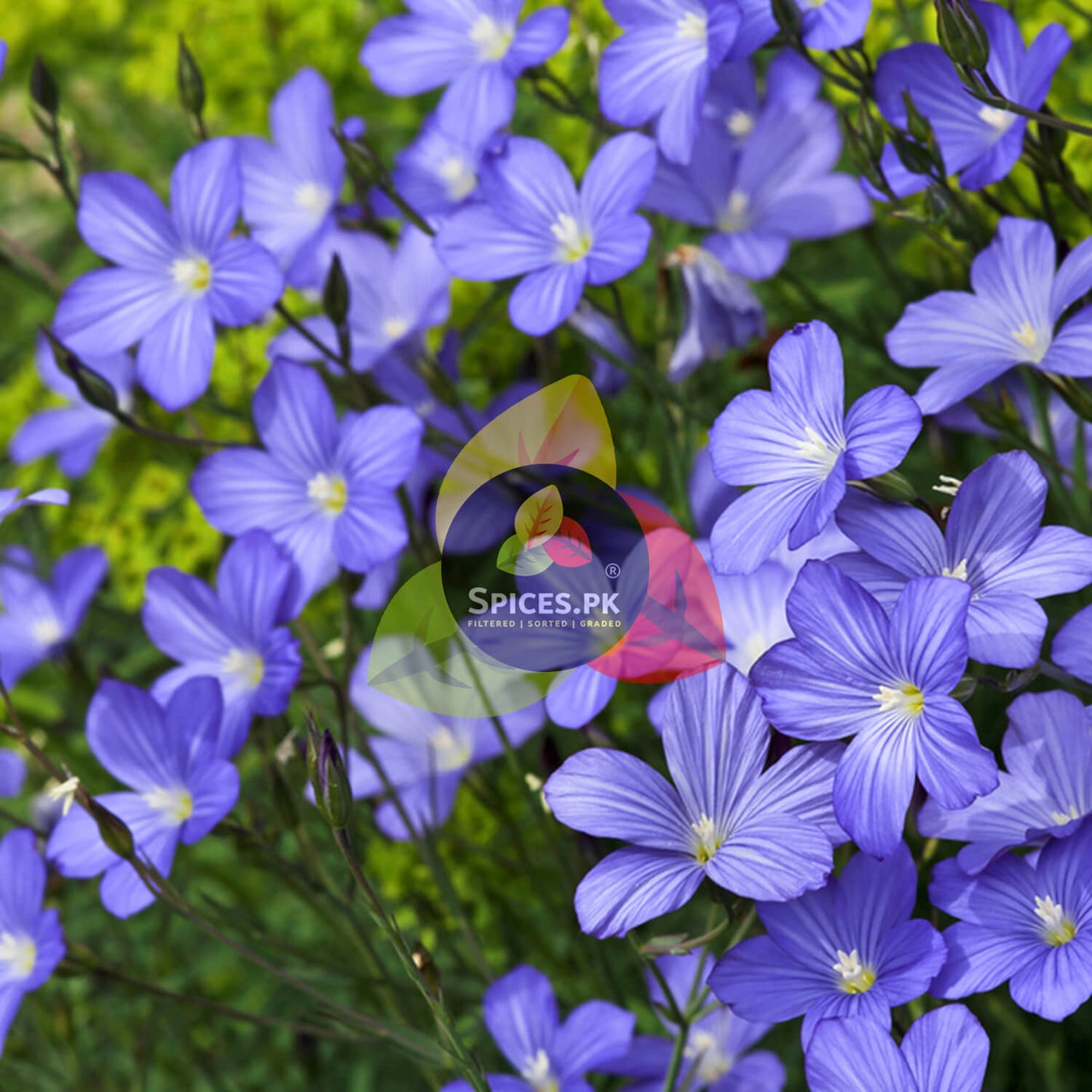 Vibrant bloom of beautiful blue flax flowers showcasing the natural agricultural source of pure alsi powder.