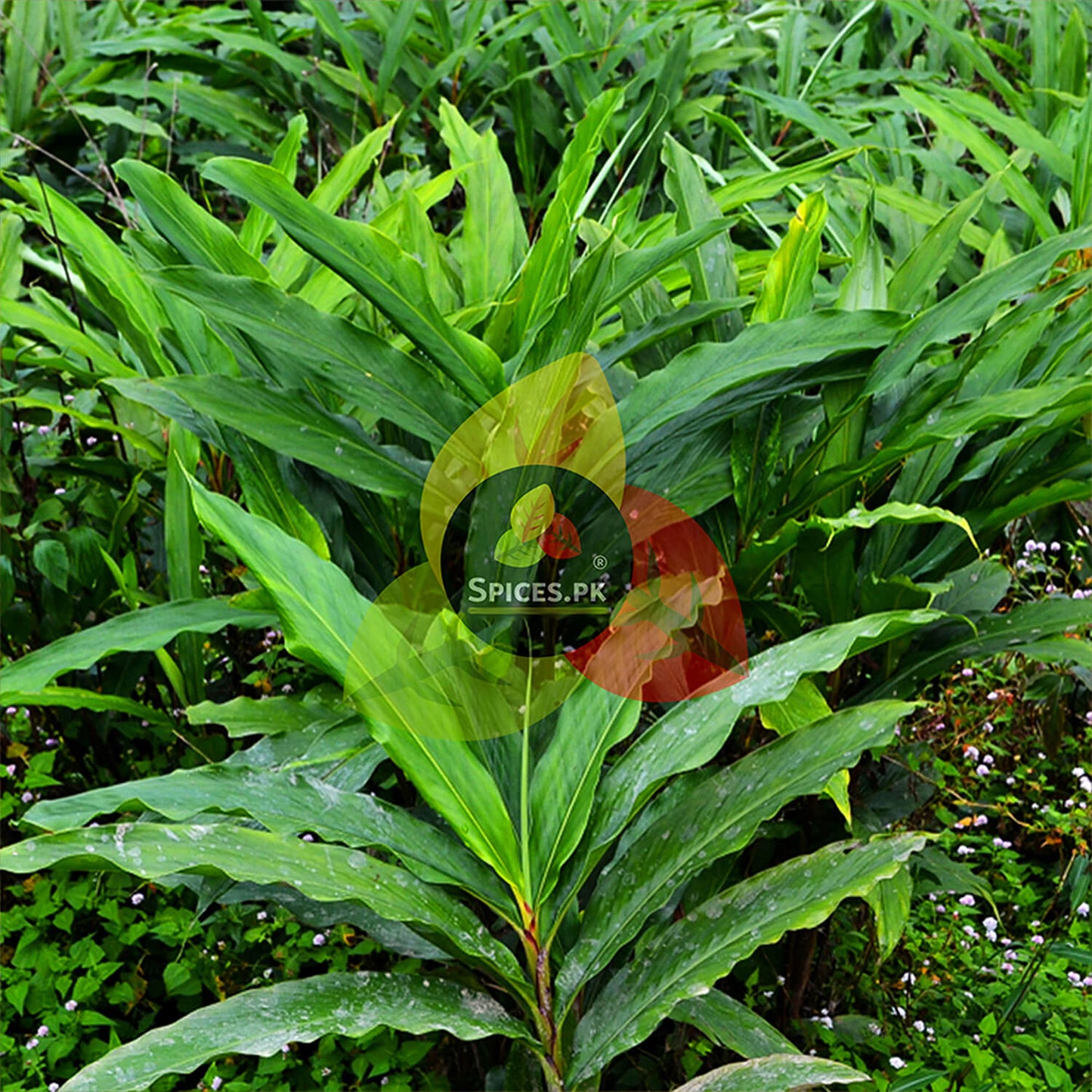Lush green Brown Cardamom (Bari Elaichi) plant leaves, showing the organic origin of premium spices from Spices.pk.