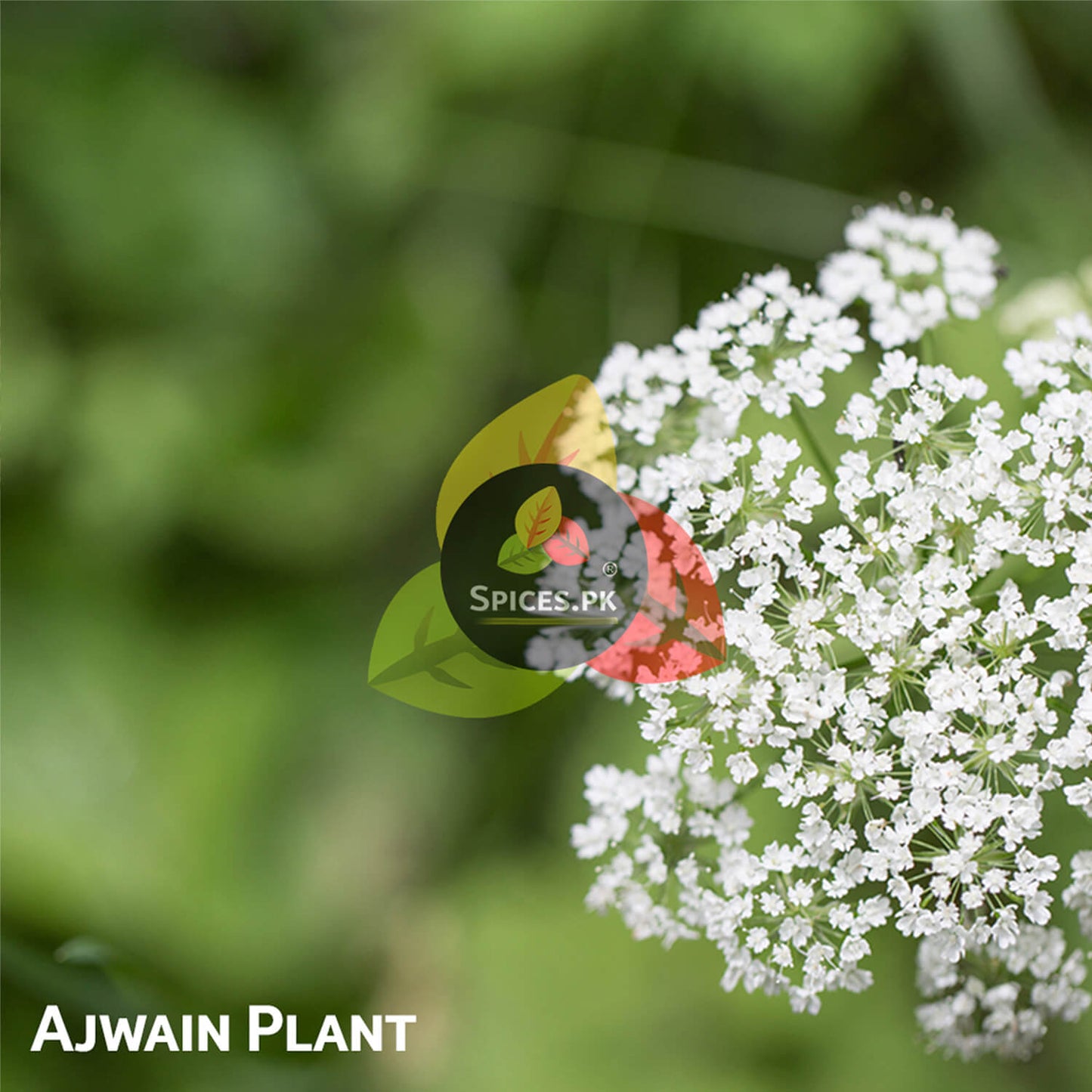 White flowers of an organic Ajwain plant in Pakistan, demonstrating the authentic farm-sourced origins of Spices.pk carom seeds.Ajwain plant with a blurred green background and 'Spices PK' logo.