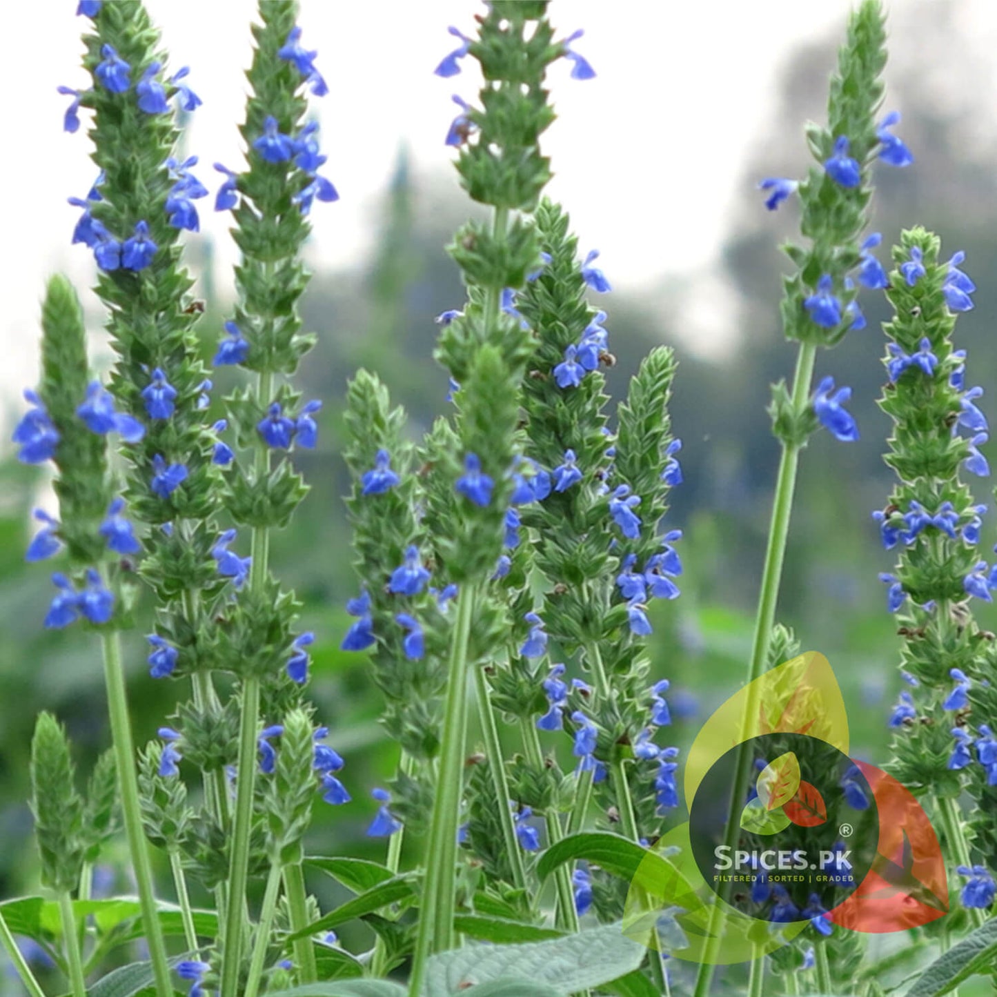 Blooming Salvia hispanica chia plant with purple flowers, the natural source of organic, nutrient-rich chia seeds.