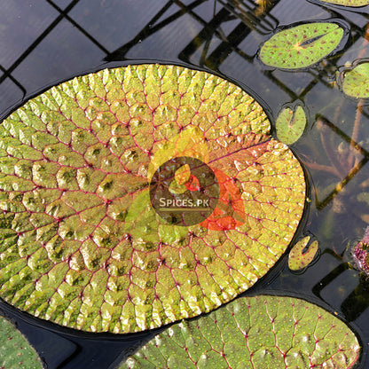 Gluten-free, nutrient-dense fox nuts makhana loaded with antioxidants, supporting heart and bone health.Green lily pad with 'Spices.PK' logo on a water surface