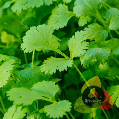Close-up of fresh green cilantro leaves with Spices.PK logo.Macro shot of lush green fresh coriander (cilantro) leaves, representing the organic and pure source of Spices.pk premium whole spices.