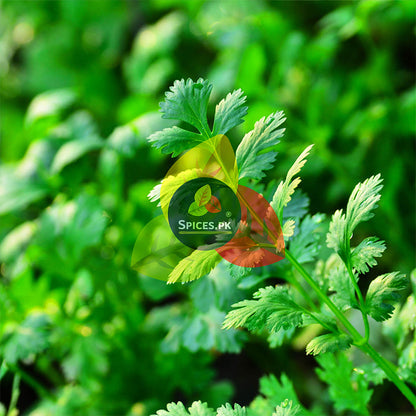 Cilantro leaves with a 'Spices.PK' label on a green background.Fresh green organic coriander leaves representing the natural and pure source of Spices.pk premium quality ground Coriander Powder.