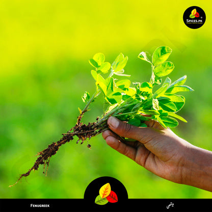 Hand holding a fenugreek plant with a blurred green background.A lush green field of Fenugreek (Methi) plants - The natural source of organic Spices.pk Meethi Dana seeds.