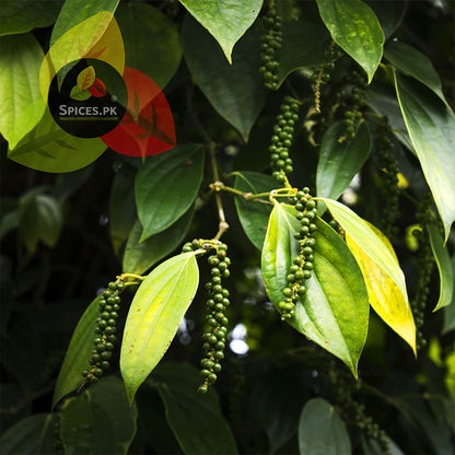 Fresh green peppercorns growing on the plant, illustrating the natural sourcing of the dried Black Pepper Corn by Spices.pk.