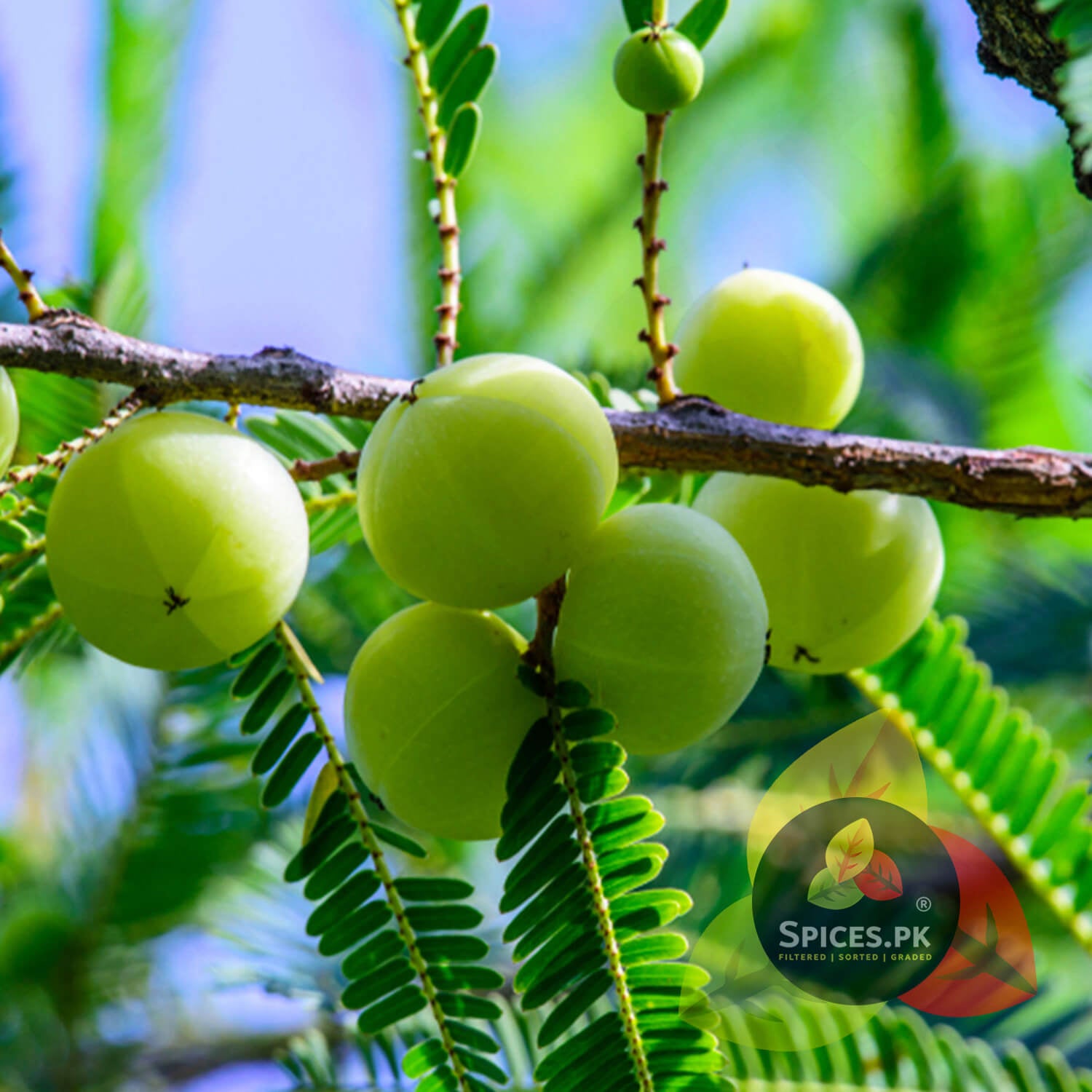 Close-up of fresh, raw green amla (Indian gooseberry) hanging from a tree branch with lush green leaves, representing the organic source of Spices.pk amla ka murabba.Green fruits on a tree branch with a blurred green background