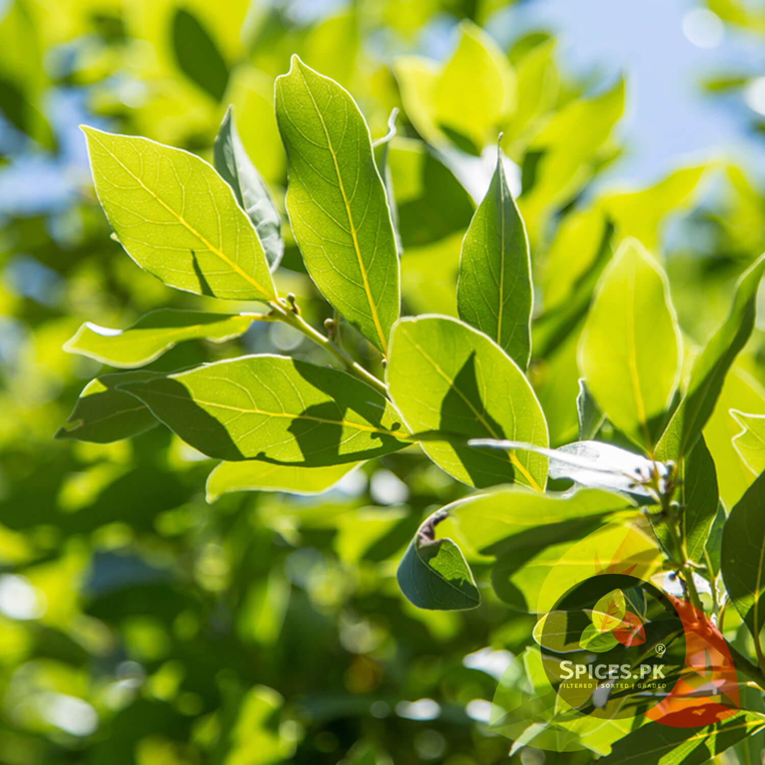 Close-up of green leaves with a blurred natural background.Close-up of fresh green Bay leaves (Tezz Pata) on a branch, showing the natural source of Spices.pk premium whole spices.