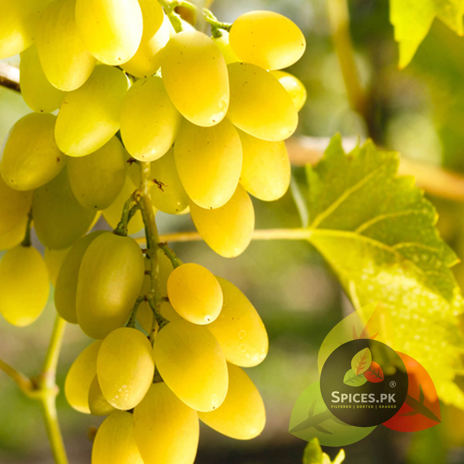 Fresh green grapes on the vine, the natural source of Spices.pk premium quality golden raisins (Kishmish).Close-up of yellow grapes on a vine with 'Spices.Pk' logo.