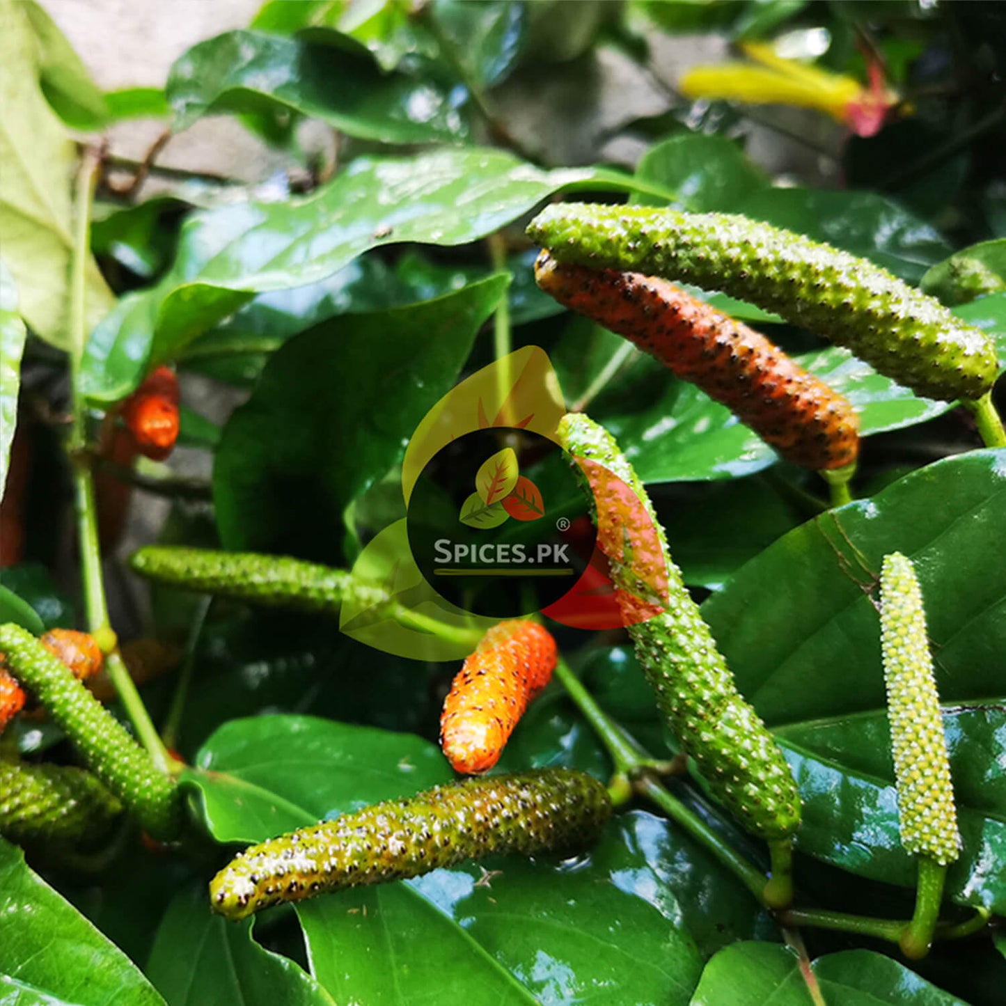 Fresh green and orange long pepper pods growing on a vine with lush leaves, illustrating the organic origin of Pipli spice.