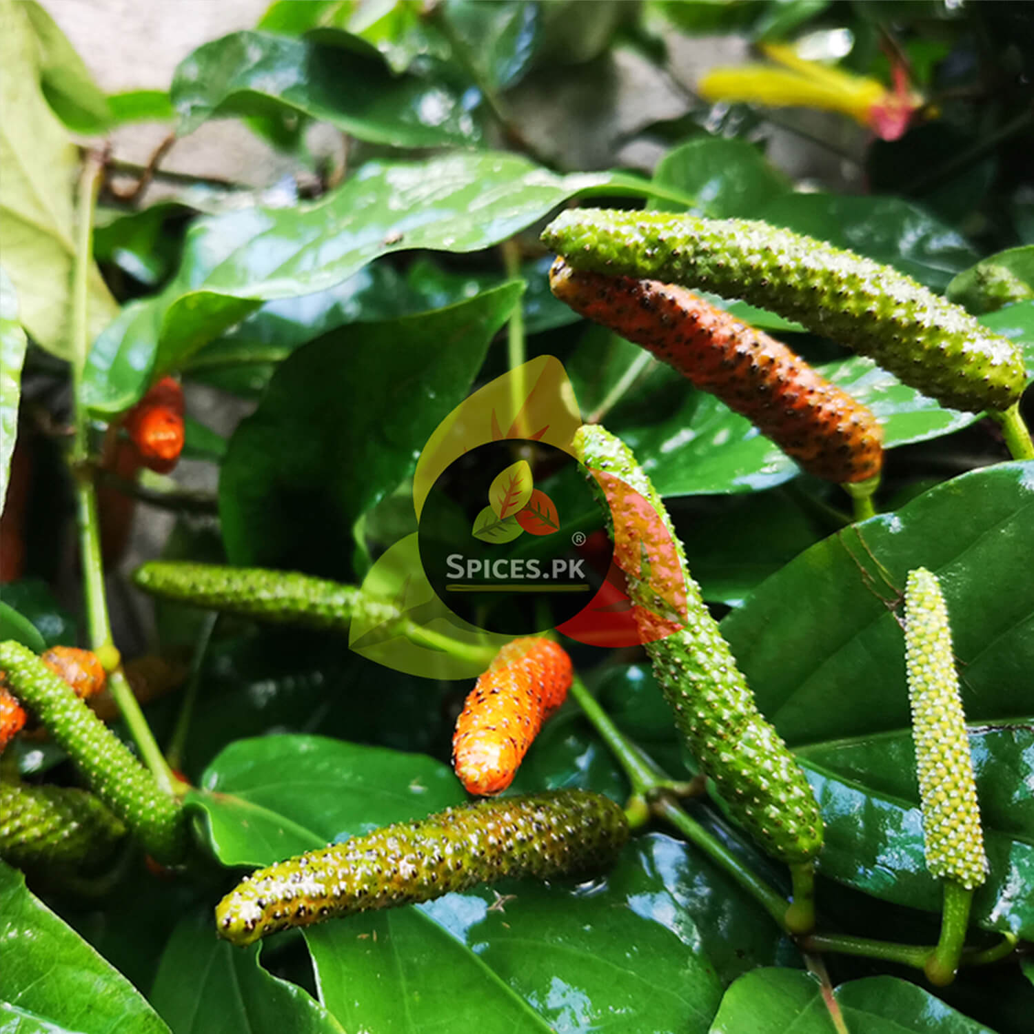 Fresh green and orange long pepper pods growing on a vine with lush leaves, illustrating the organic origin of Pipli spice.