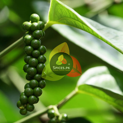 Fresh green peppercorns on a vine, showcasing the natural harvest source of Spices.pk premium organic dakhni mirch.