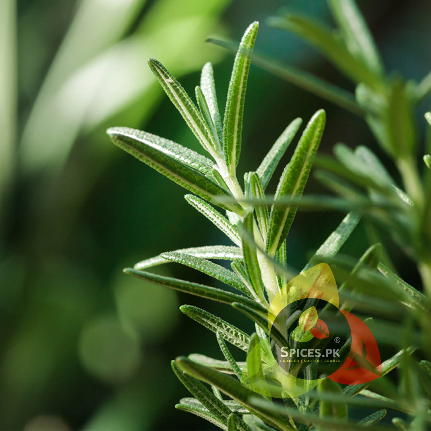 Close-up of fresh green rosemary leaves on a plant, showing the natural harvest source of Spices.pk organic akleel kohistani.