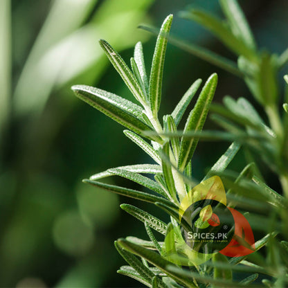 Close-up of fresh green rosemary leaves on a plant, showing the natural harvest source of Spices.pk organic akleel kohistani.