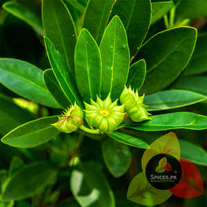Star Anise - Badian Khatai (بادیاں خطائی )
