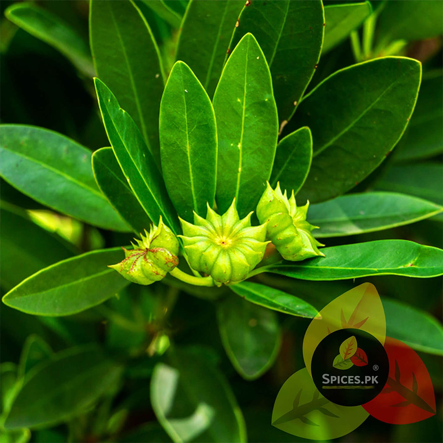 Fresh green star anise growing on the plant, illustrating the natural botanical origin of Illicium verum spices.