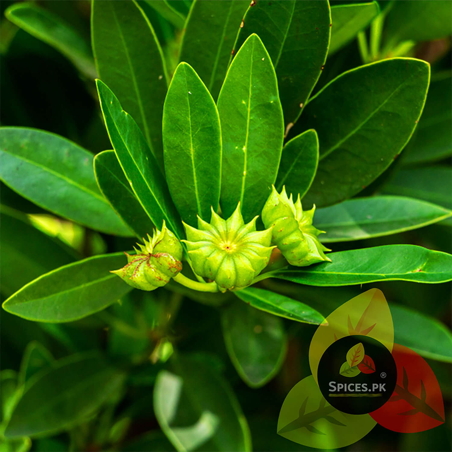 Fresh green star anise growing on the plant, illustrating the natural botanical origin of Illicium verum spices.