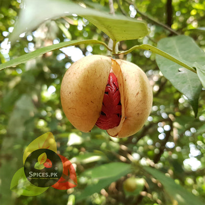 Natural red Mace (Javitri) inside a fresh Nutmeg fruit on a tree – Sourced for premium quality by Spices.pk.