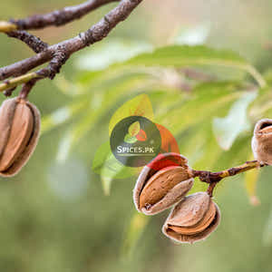 Almonds - Badam (بادام)
