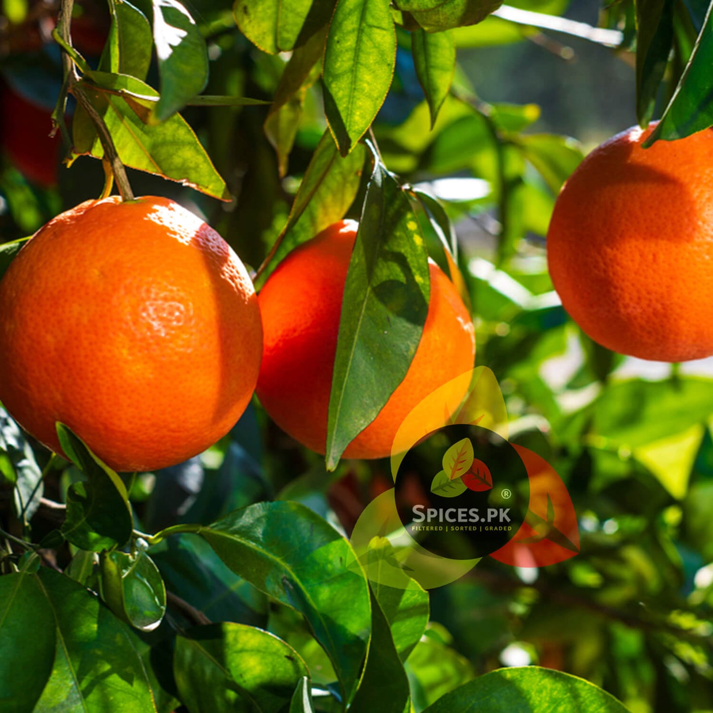 Fresh, sun-ripened oranges on a leafy branch. We source farm-fresh citrus to produce 100% natural orange peel powder for skin care masks.