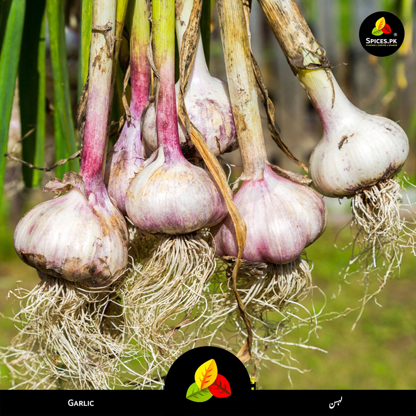 Fresh organic garlic bulbs harvested for pure lehsun powder by Spices.pk in Pakistan.