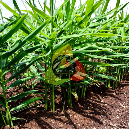 Lush green ginger crop growing in a field, representing the natural source for Spices.pk pure adrak powder in Pakistan.