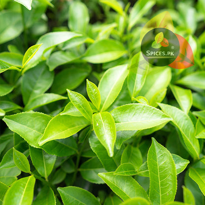 Close-up of lush, sunlit fresh green tea plant leaves representing the 100% organic sourcing of Spices.pk herbal teas.Close-up of green leaves with Spices.PK logo in the corner
